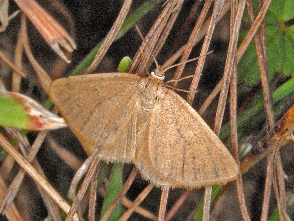 Una farfalletta marroncina ...Minoa murinata (Geometridae)